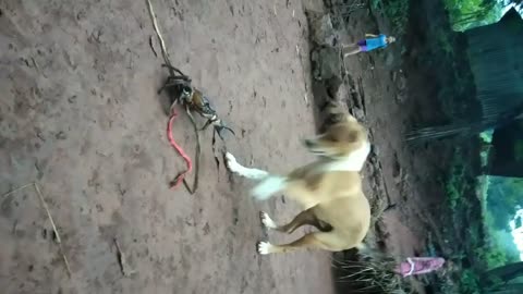 My Dog Playing With Crab