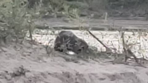 Beaver cutting a tree