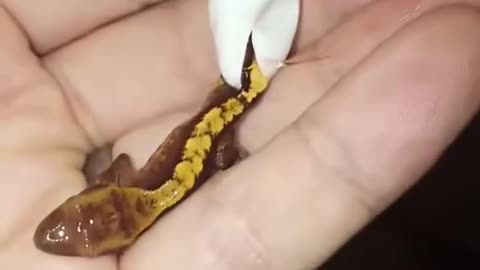 Crested gecko hatched in my hand