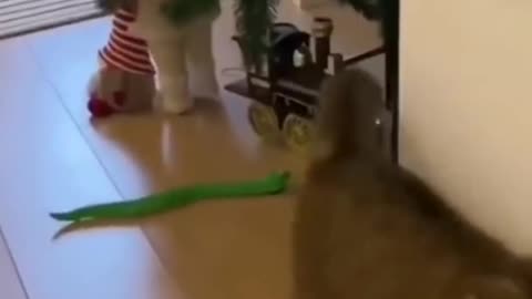 Cats funny videos | Cats videos