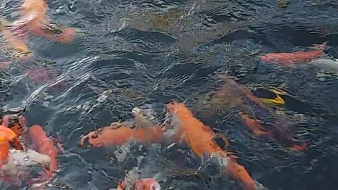 When we got tired in the afternoon,the carp swimming together for prey,it was fun