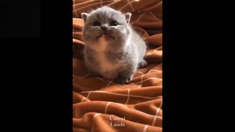 Cute pets and funny 🤣