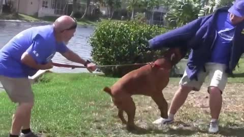 To Make Dog Become Fully Aggressive