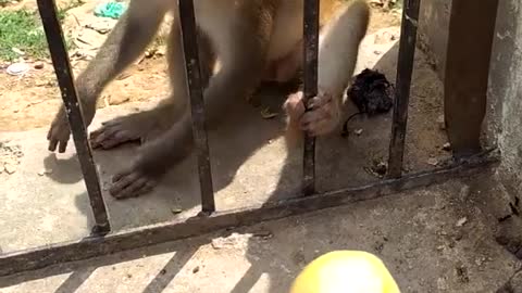 Greedy monkey gets instant karma