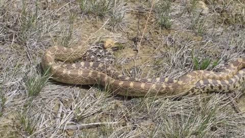 Bull Snakes Mating #3 - Writing-On-Stone Provincial Park