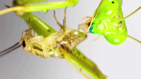 Praying mantis catching a cricket to eat