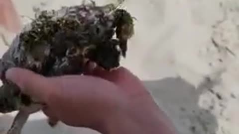 Baby Turtle Rescue Removing Barnacles