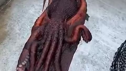 Giant pecific octopus