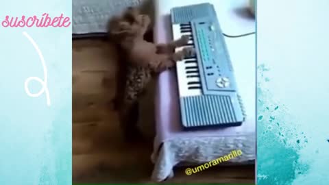 DOG PLAYING THE PIANO