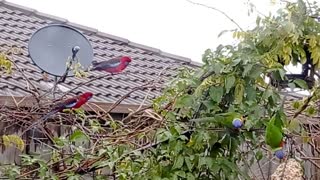 Beautiful Wild Parrots in An Australian Winter Garden