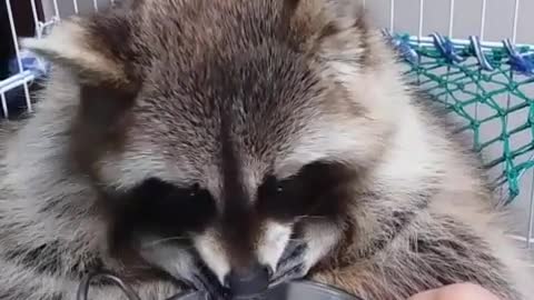Classy raccoon cleans food before eating it