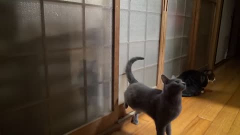 Funy cat knocks on door with her feet (Cute Video)