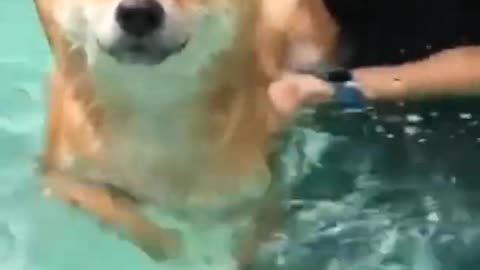 Cute And Funny Dogs Learn To Swim _ Smart Puppy _ Lovely Pets