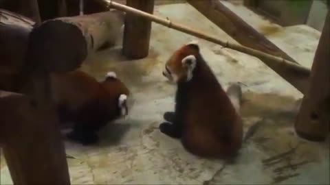 Cute red panda pouncing - LOL