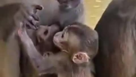 Mummy monkey