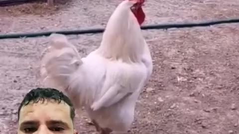 Funny videos new Laugh with the rooster#rooster #dog#viralhits