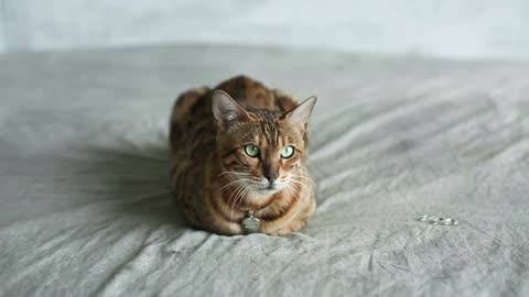 Charming Bengal cat lying on bed with open eyes