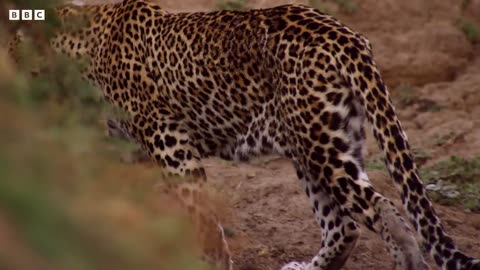 Impala Miraculously Escapes Jaws Of Leopard | 4KUHD | The Hunt | BBC Earth