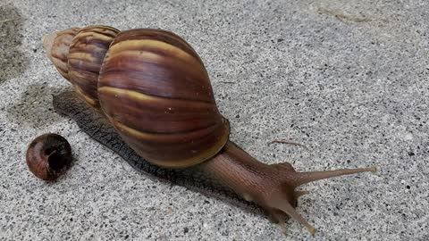 West African land snail