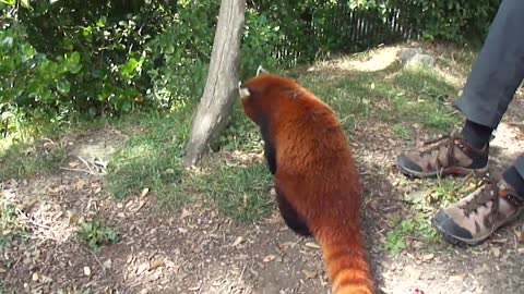 Red Panda Close Encounter @ the Wellington Zoo