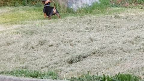 First Lawn cut Peanut Pup playing with his Big Brother Louis (the Cat)