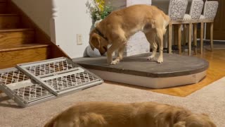 Dog trying to get his favorite ball out of a tight spot.