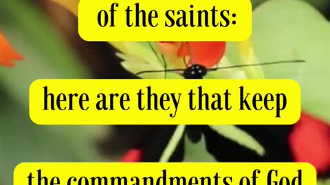 Bible Verse For the Day...Here is the patience of the saints: here are they that keep the...