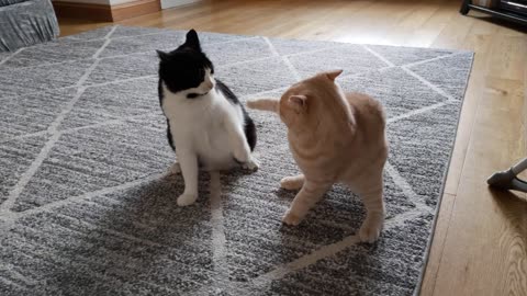 Kitten Terrorizes Older Cat