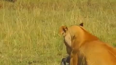 Lion catches prey mid air stealth hunter___