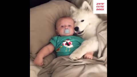 You Won't Get Enough of These Samoyeds | Aww Cute Dogs