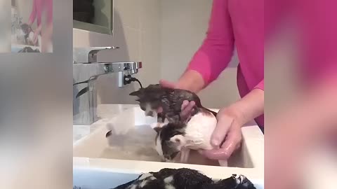 Two bathing cats