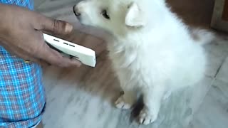 See what this cute puppy does after listening to a song for the first time.