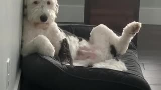 Sheepadoodle thinks he's the most interesting man in the world