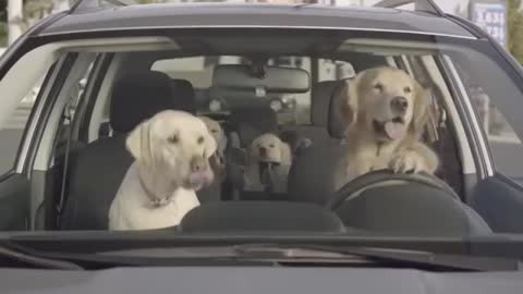 Here's what would happen if dogs could drive