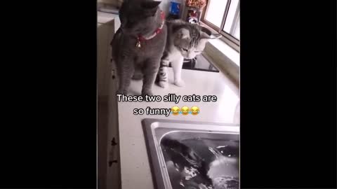Funniest Animals - Best Of The 2021 Funny Animal Videos
