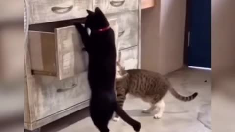 funny cat