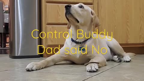 Labrador Dog Shows How Well Trained He is