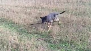 Fiona harvesting her stick