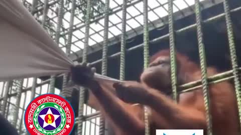 Forest monkeys attack humans