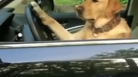 Dog driver -Funny pets