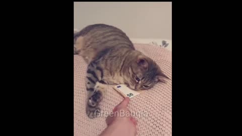 Some funny cat videos that will make you laugh