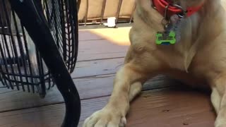 Golden dog sitting next to fan with tongue out