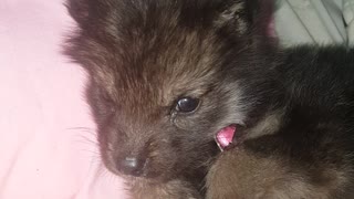 Adorable howling wolfdog puppy sings his heart out