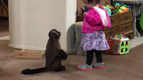 Mono capuchino suplica el abrazo de una niña