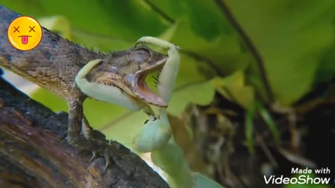 lizard vs praying mantis