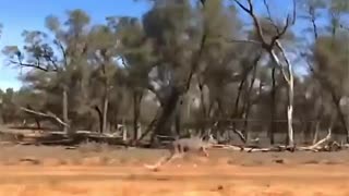 Kangaroo running full speed