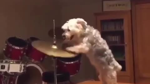 LOL This Dog is Talented In Drums