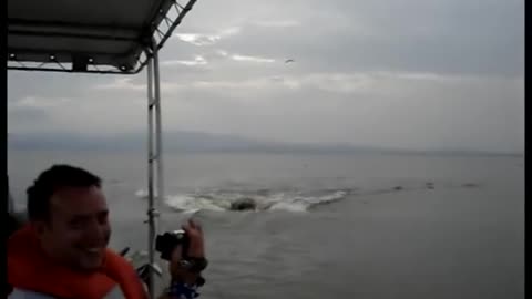 Hippo chasing boat! Scary!