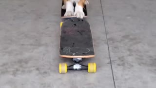 Dog Walks Across 5 Skateboards Blindfolded