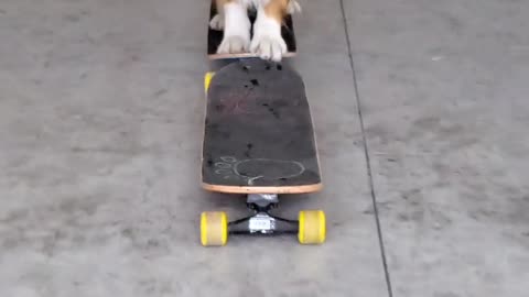 Dog Walks Across 5 Skateboards Blindfolded